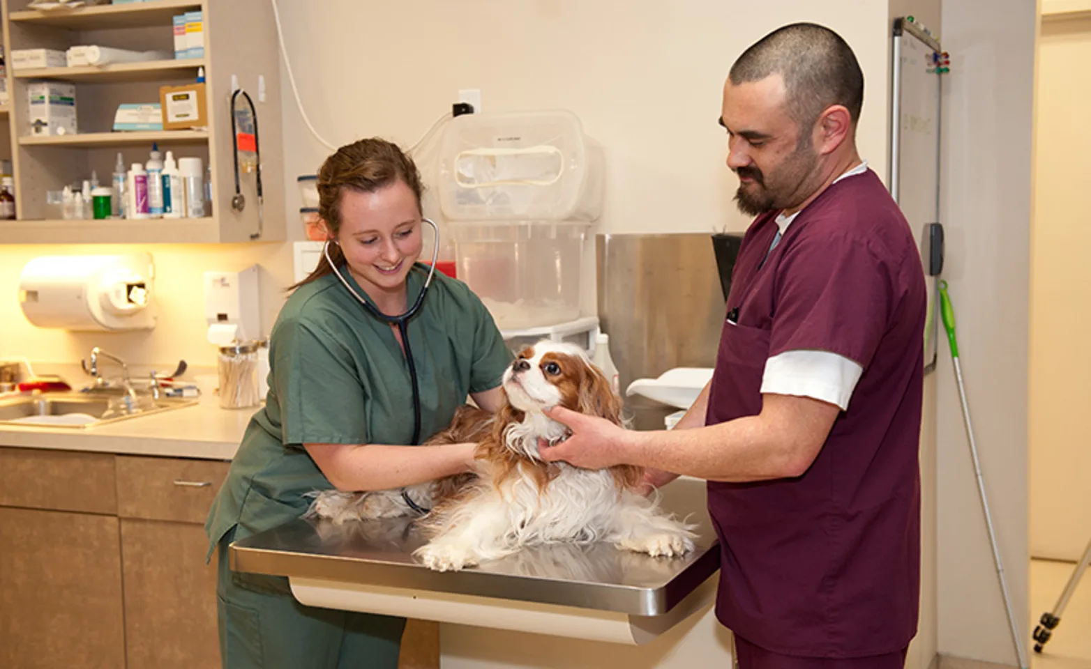 Veterinary technicians with dog on table